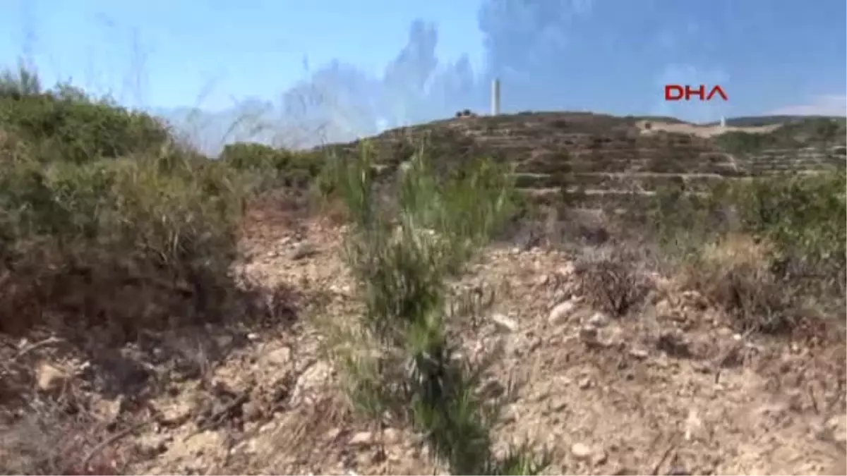 Muğla Ülkenin En Büyük Gelir Getirici Tür Ağaçlandırma Projesi Datça\'da