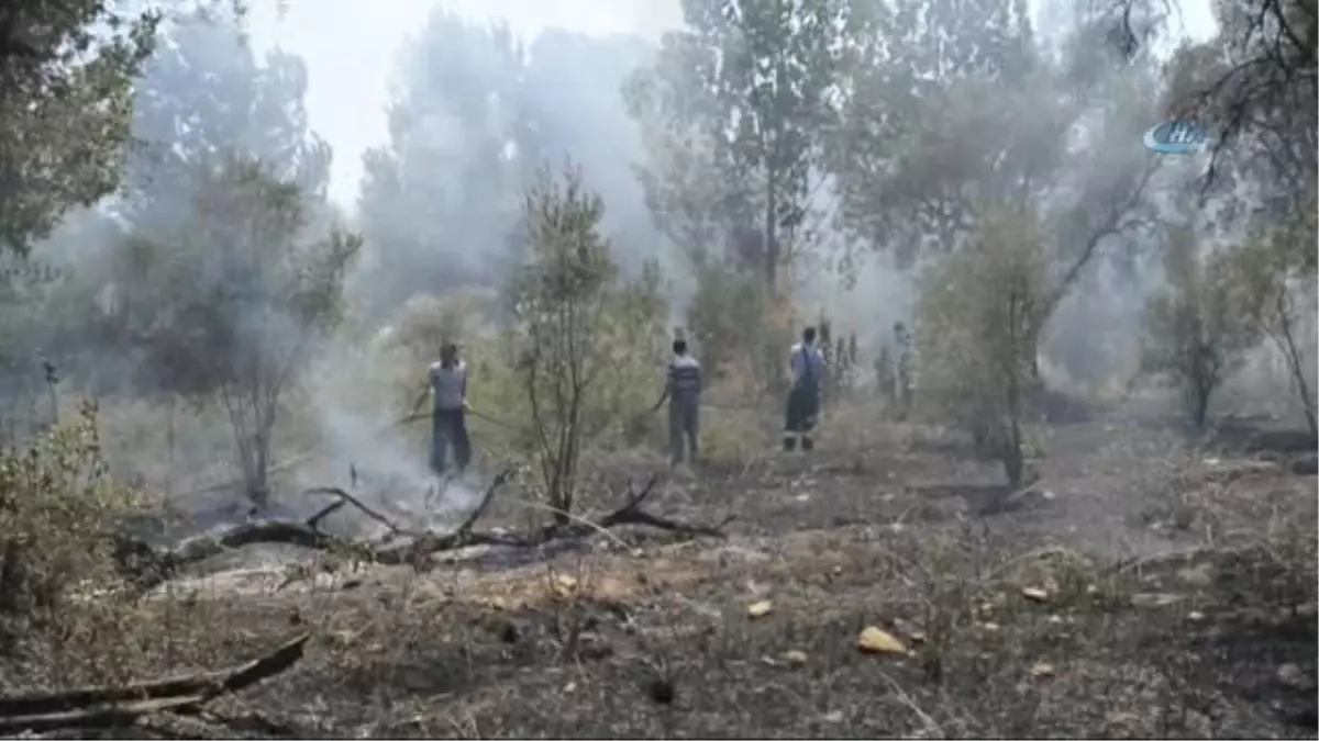 Seydikemer İlçesinde Çıkan Yangında Zeytin Ağaçları Zarar Gördü