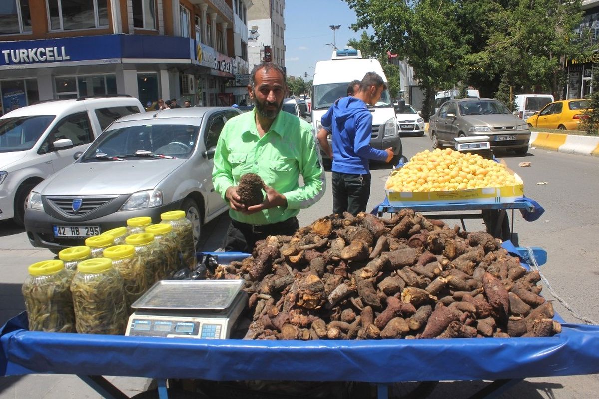 Ağrı\'da Uçkun Köküne Yoğun İlgi