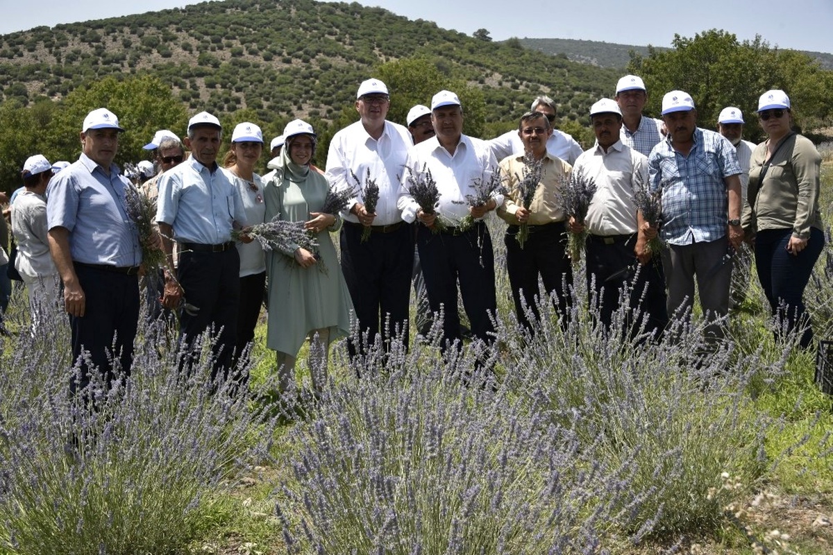 Belediye Destekledi Yuntdağı Lavanta Diyarı Oldu