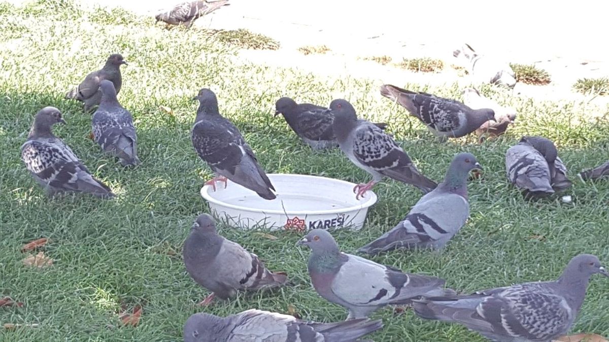 Bir Kap Su Yaşamdır