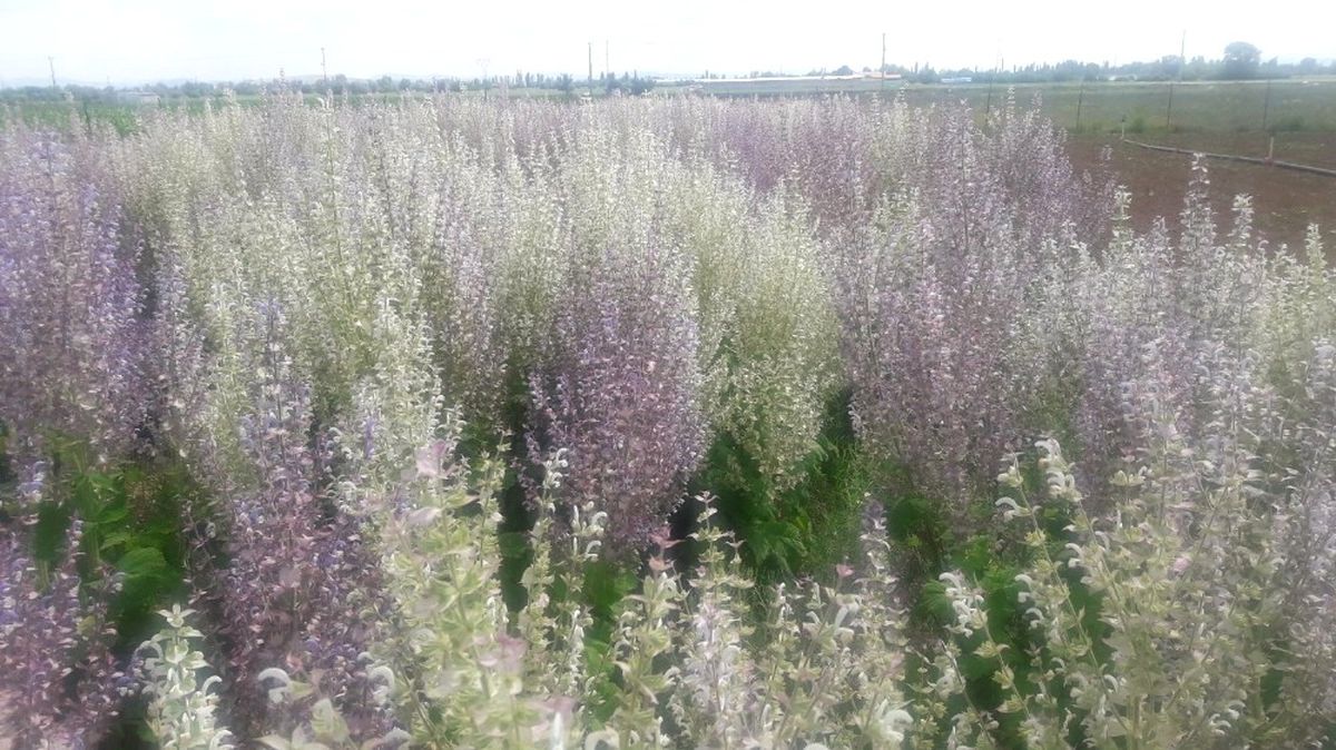 Çumra Myo\'da \'Misk Adaçayı\' Hasadı