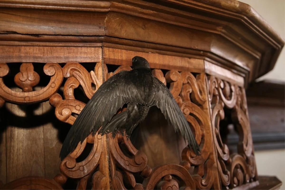 Ebabil Kuşu Tarihi Kula Evlerine Sığındı
