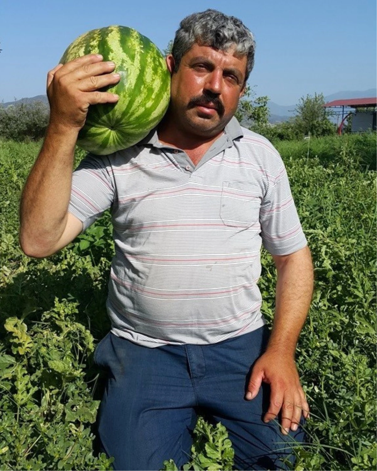 Ödemiş Karpuzu Yine Tarlada Kaldı