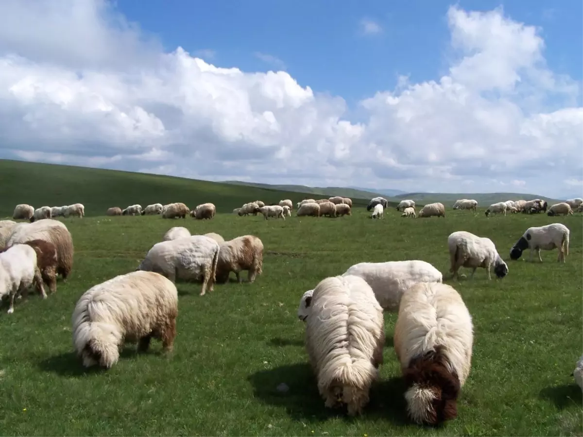 Ordu\'nun Koyun Irkı Değişti