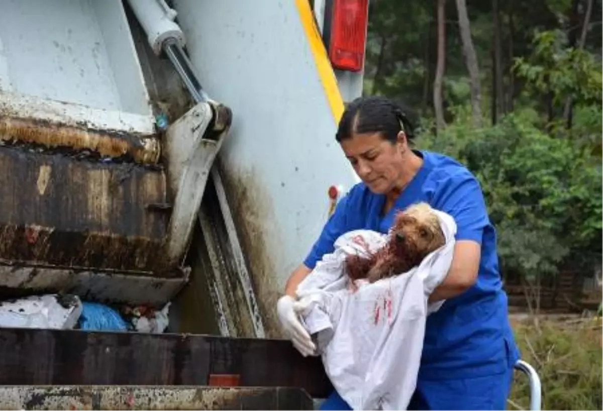 Otomobilin Arkasında Sürüklenen Köpeğin Kurtarılması