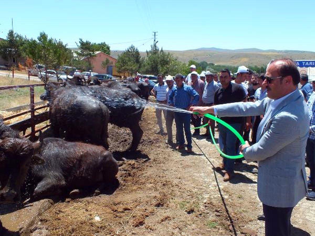 Üreticilere Dağıtılan Mandalar Su Sıkılarak Serinletildi