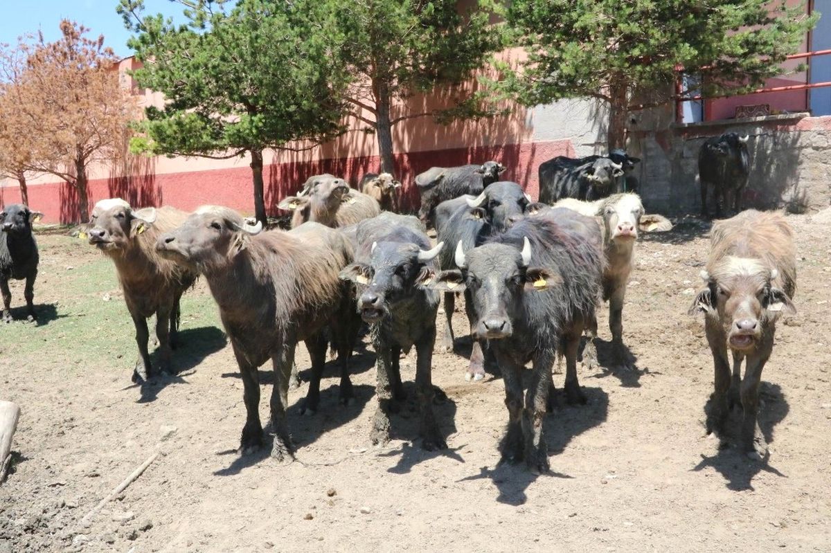 Yozgat\'ta Üreticiye Damızlık Erkek Manda Dağıtıldı