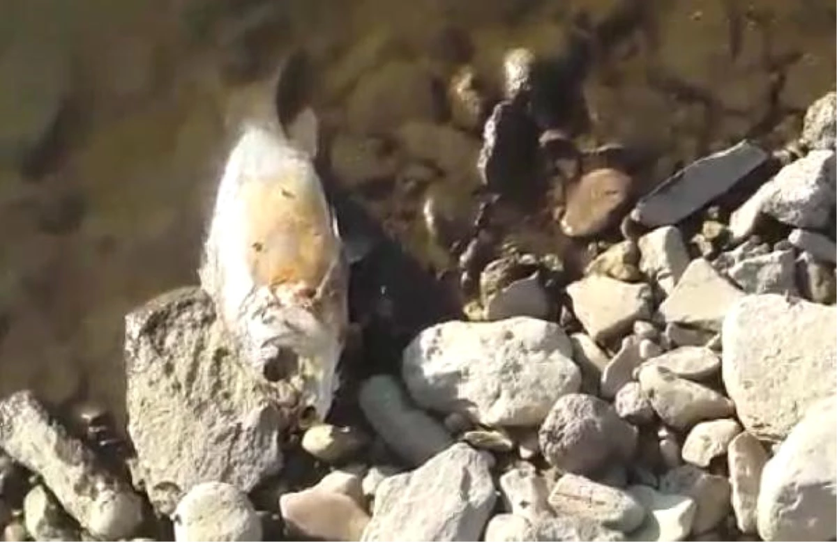 Baraj Gölündeki Balık Ölümleri Korkuttu