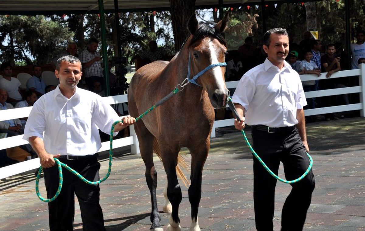 Behiçefe" 310 Bin Liraya Satıldı