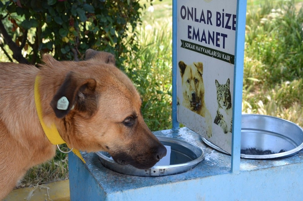 Bozüyük Belediyesi\'nden Sokak Hayvanlarına Su ve Mama