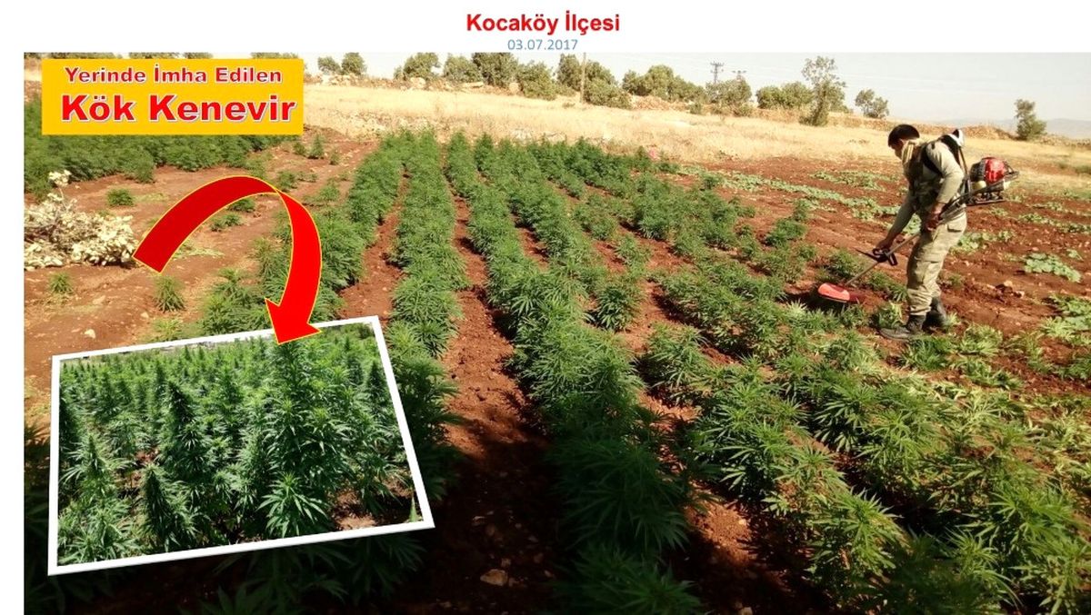 Diyarbakır\'da 465 Bin Kök Hint Keneviri Ele Geçirildi