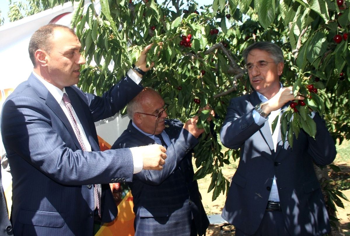 Elazığ\'da Kiraz Hasat Şenliği