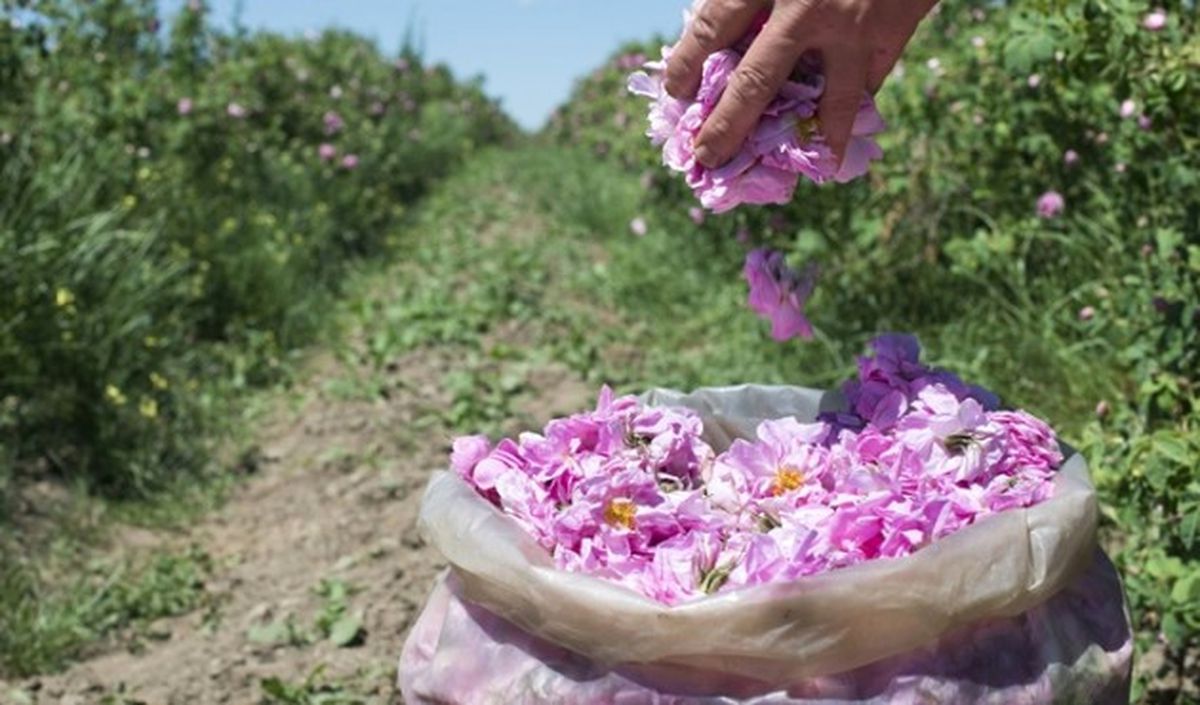 Gülde Rekolte Arttı