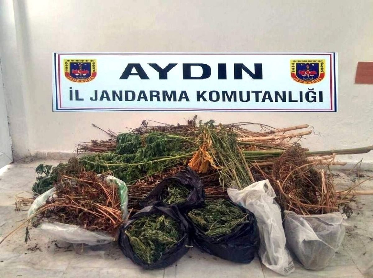 Karacasu\'da Yasa Dışı Ekim Operasyonu