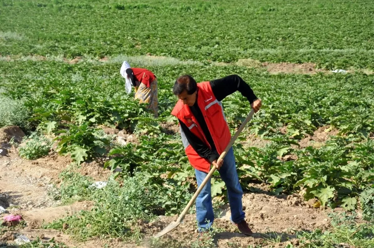 Kayyumun Tahsis Ettiği Tarlalarla Hayatlarını İdame Ettiriyorlar