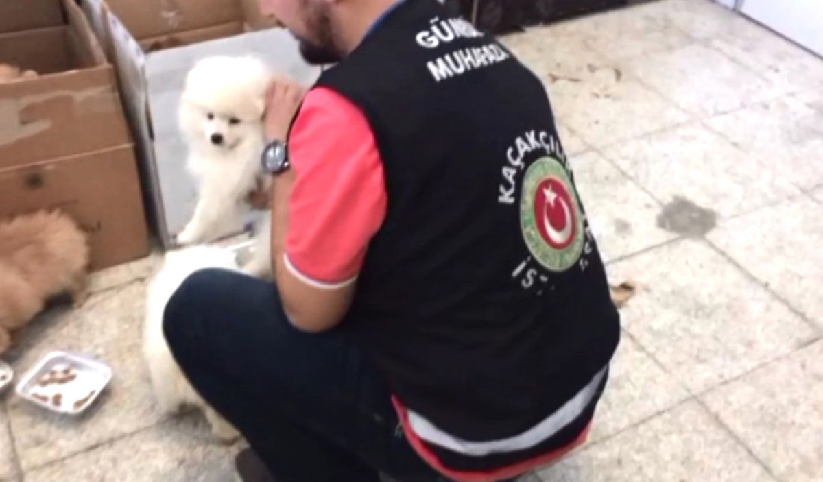 Sarp Sınır Kapısı\'nda Süs Köpeği Operasyonu