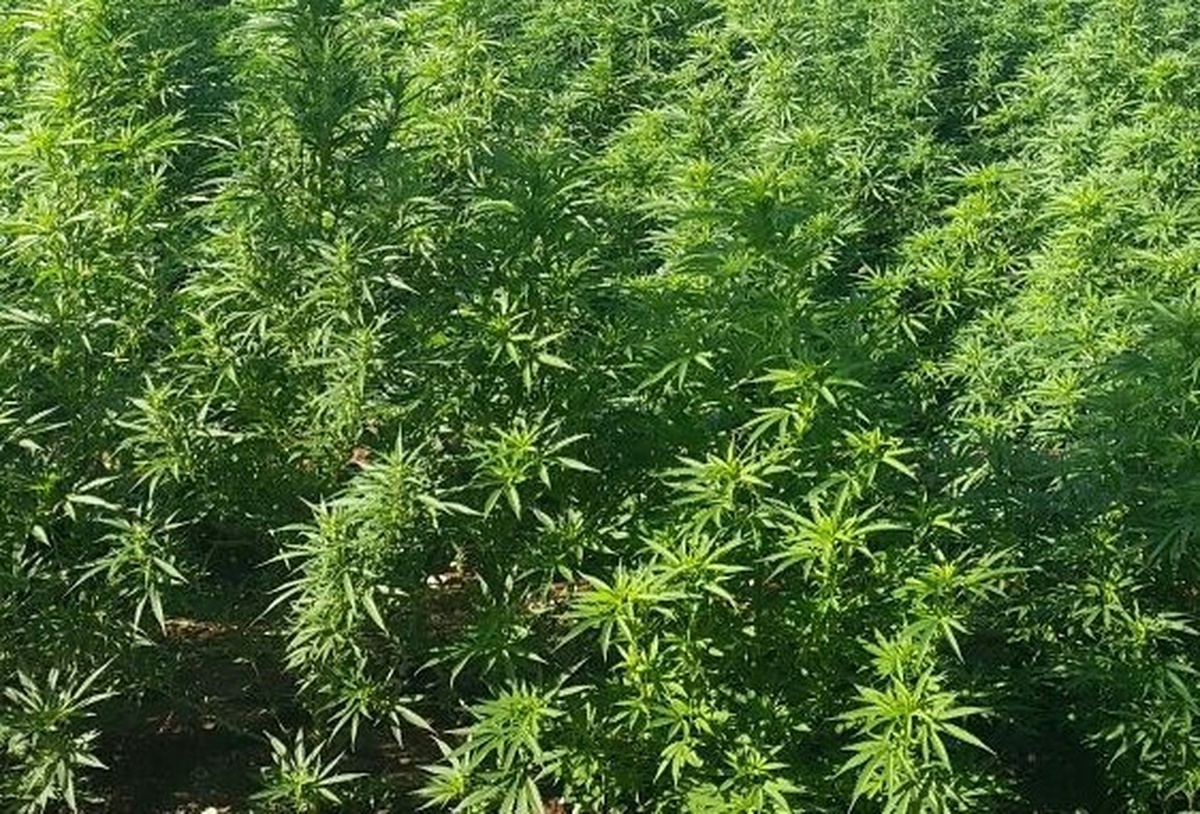 Tarladaki Ürünlerinin Arasına Kenevir Ekti