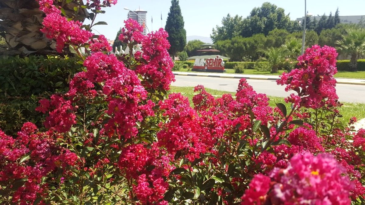 Yaz Çiçekleri Alaşehir\'i Renklendiriyor