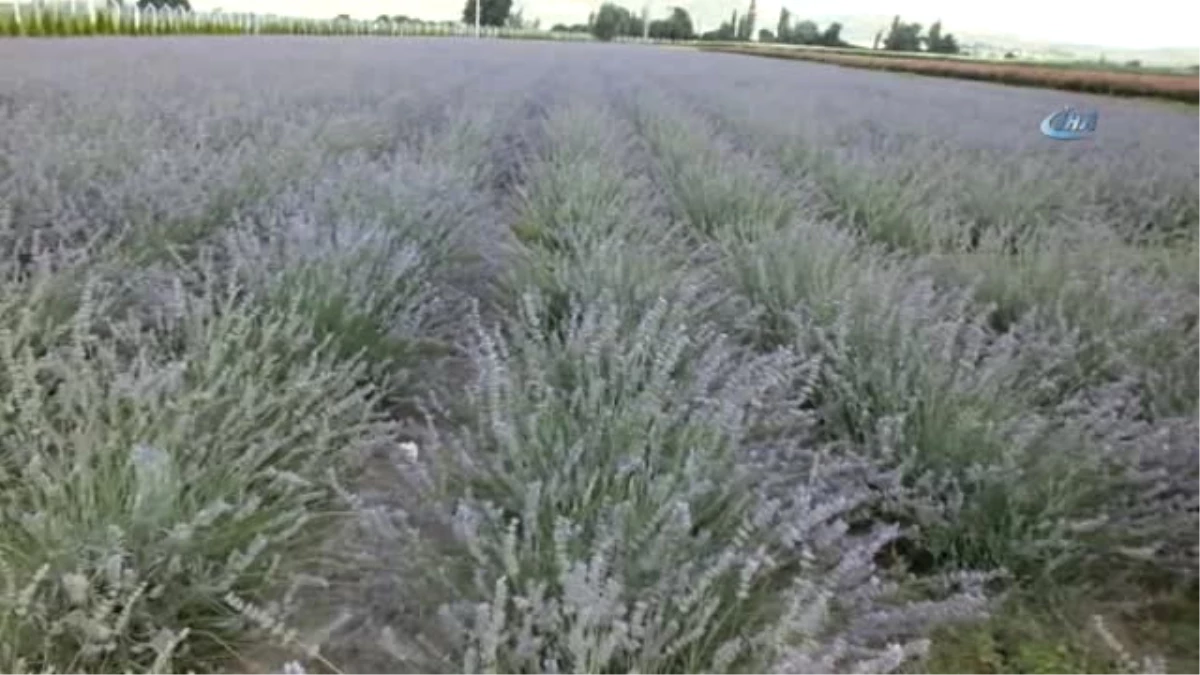 Burhaniye Aromatik ve Tıbbi Bitkiler Merkezi Olacak