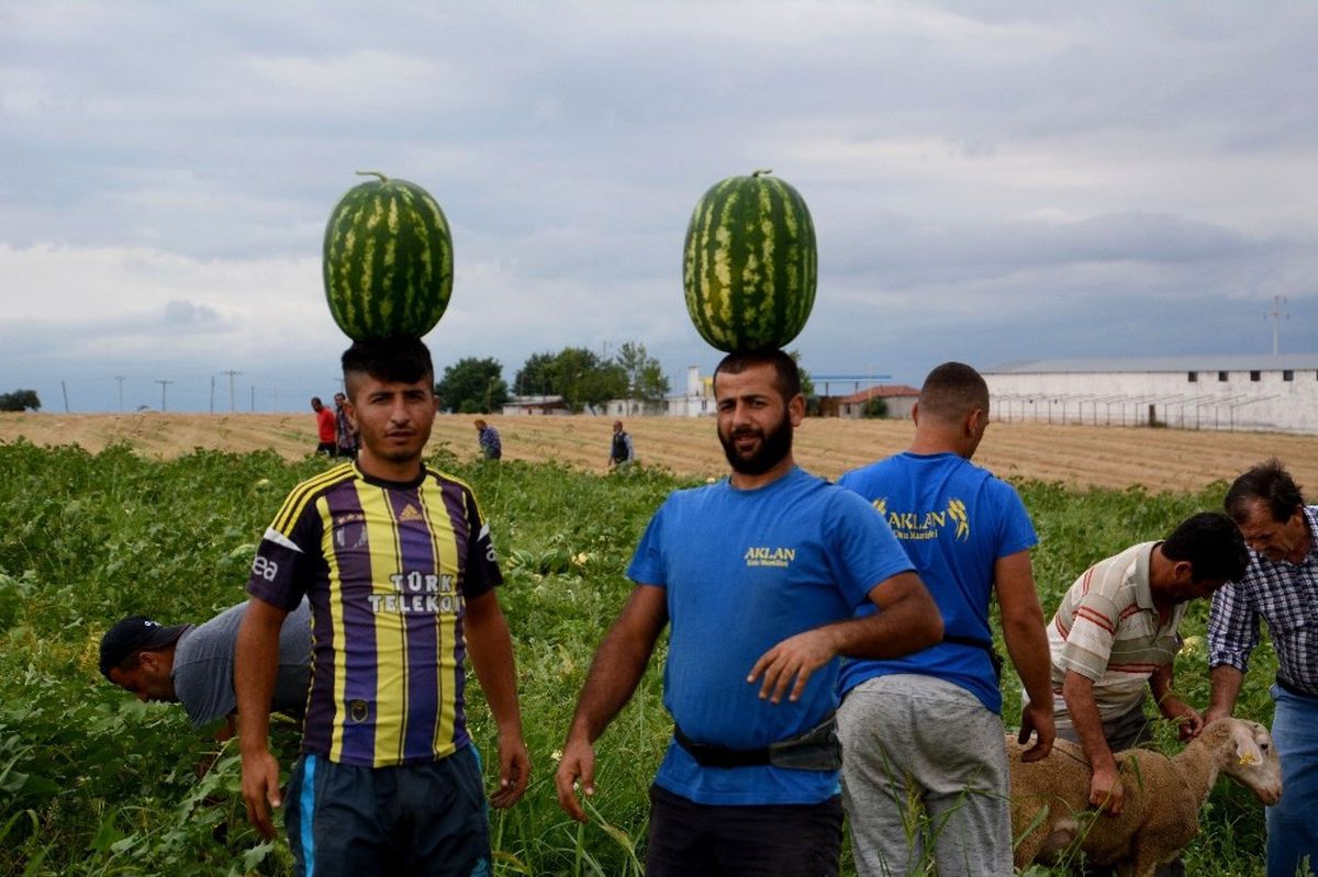 Karacabey\'de Karpuz Hasadı Başladı