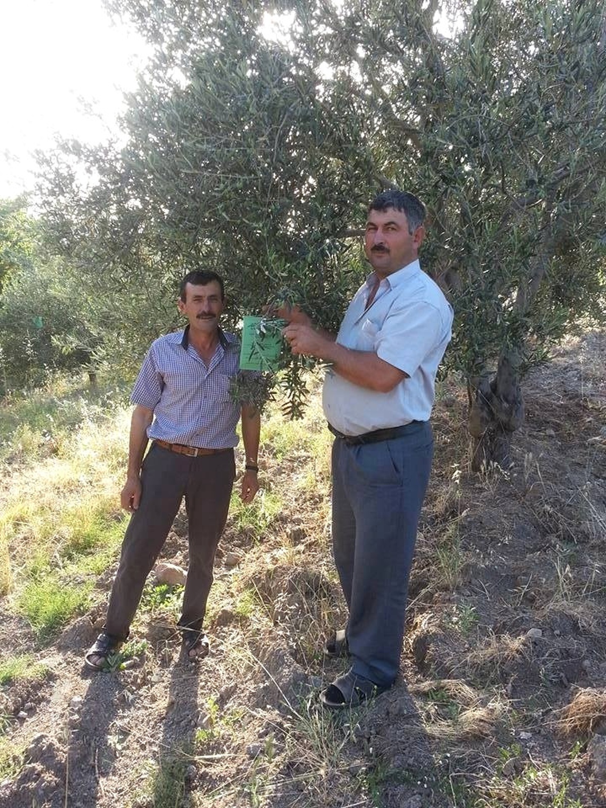 Kırtık\' da Organik Ürün Sayısı Artıyor