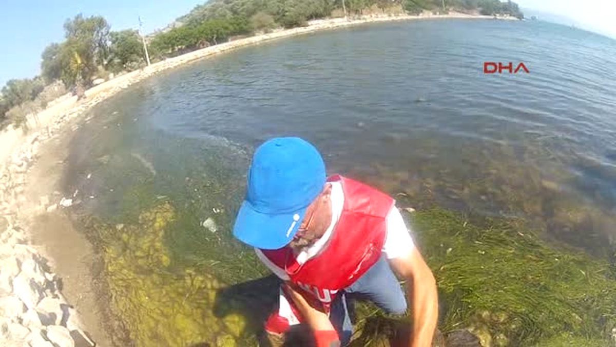 Muğla Yaralı Kaplumbağa Için Seferberlik