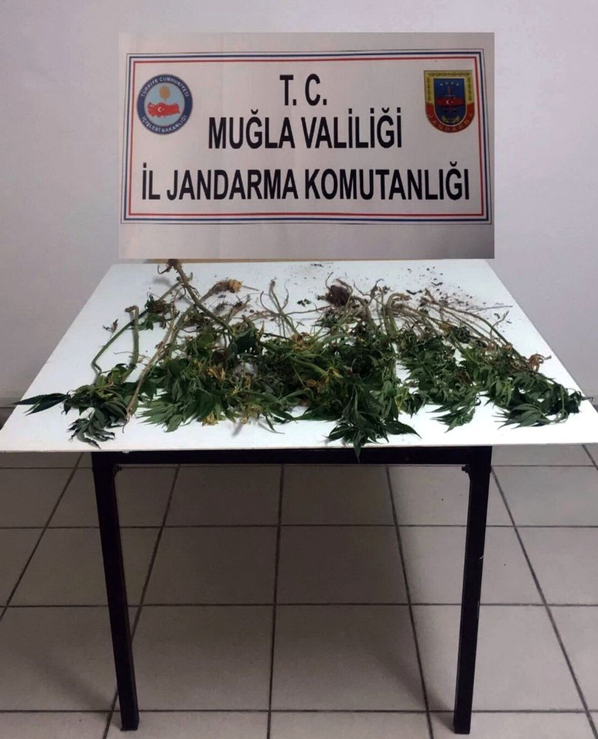 Ormanlık Alanda Kenevir Operasyonu
