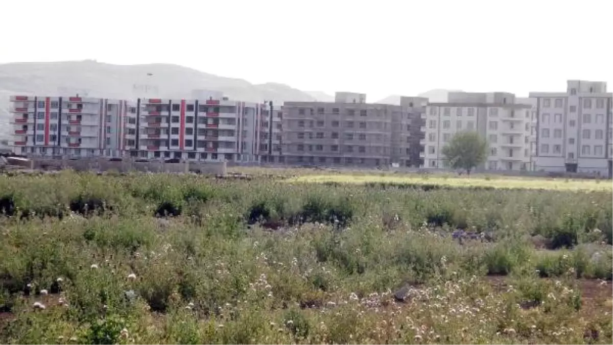 Şanlıurfa Harran Ovası\'ndaki Betonlaşma Oranı 3 Kat Arttı