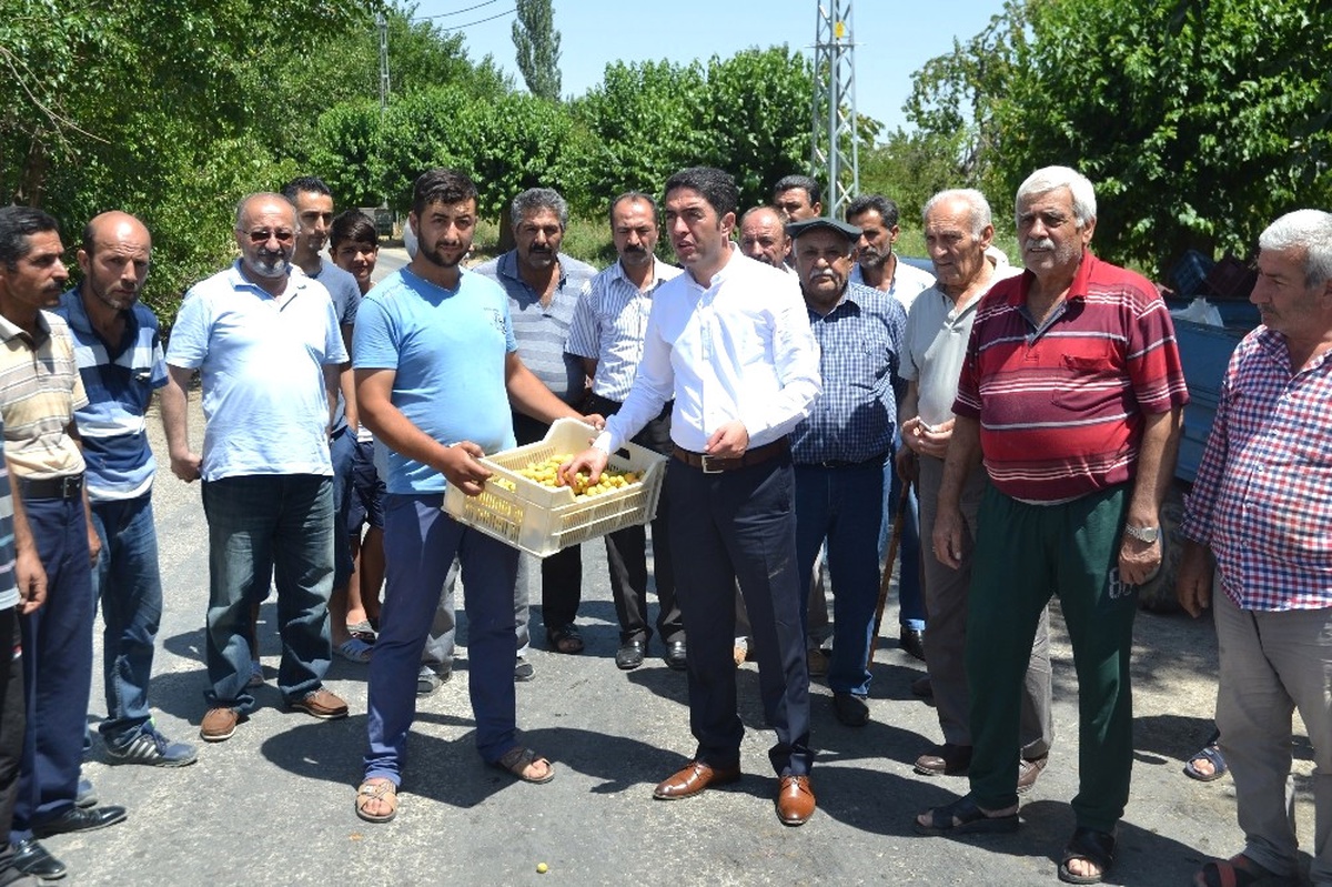 Topladıkları Kayısıları Kasalarla Yere Döktüler