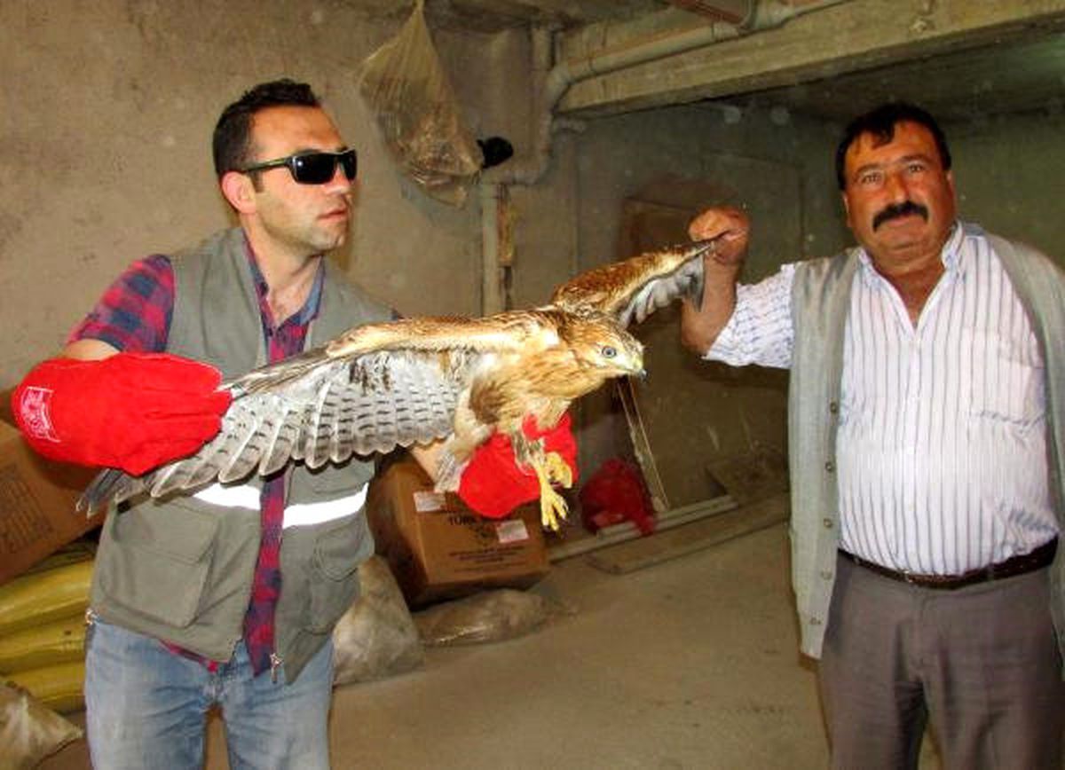 Yaralı Kızıl Şahin Tedaviye Alındı