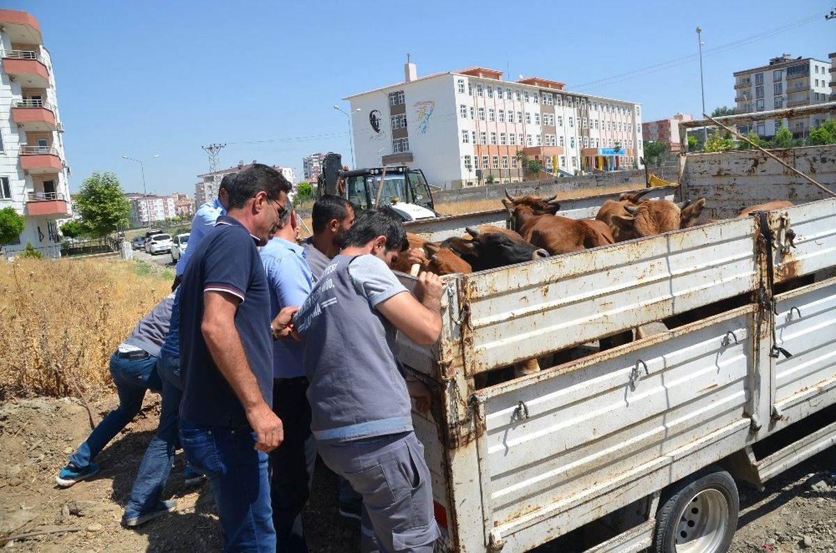 Batman\'da Başıboş Hayvanlar Toplanmaya Başlandı