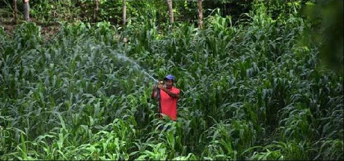 Fao Gıda Fiyat Endeksi Haziran\'da Yükseldi