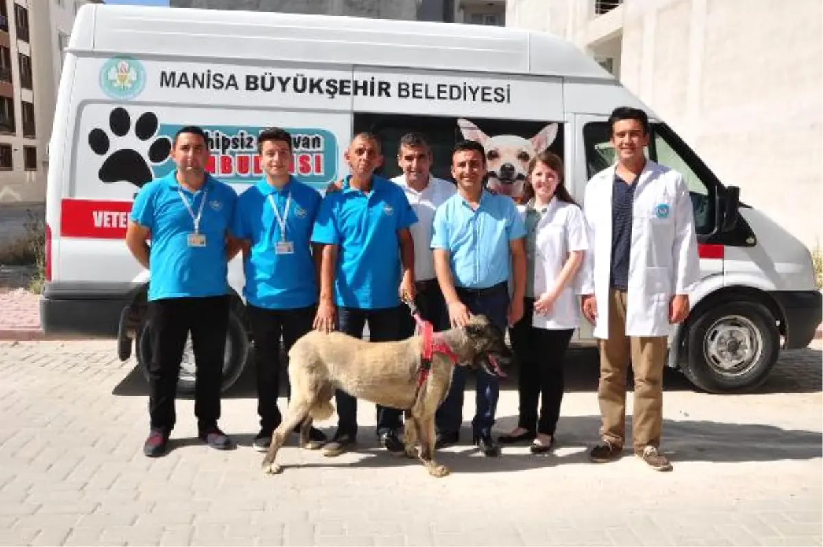 İşkence Gören Sokak Köpeği Doğal Ortamına Bırakıldı