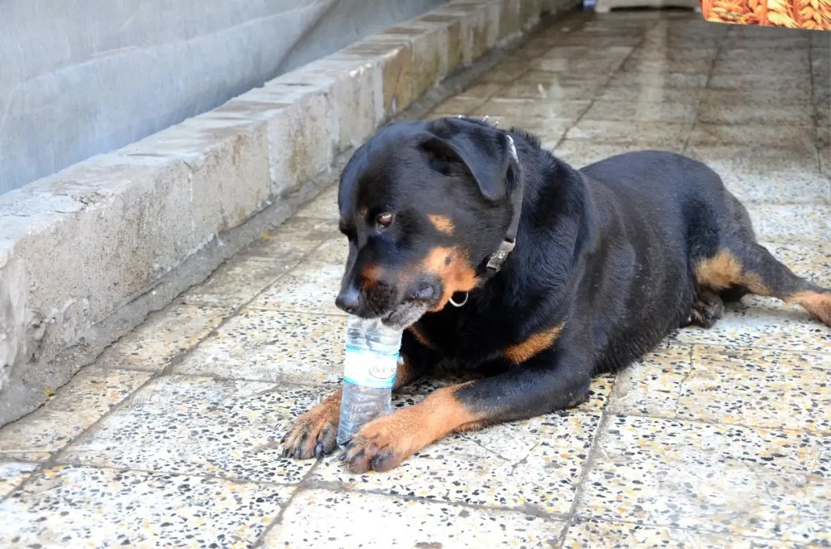 Kayıp Köpek Doby Aylar Sonra Sahibine Kavuştu