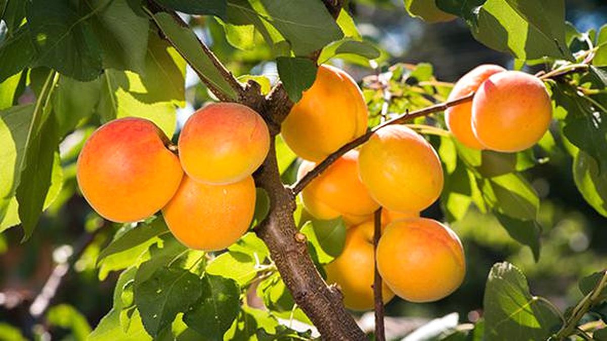 Malatya Kayısısı Avrupa\'dan Vize Aldı
