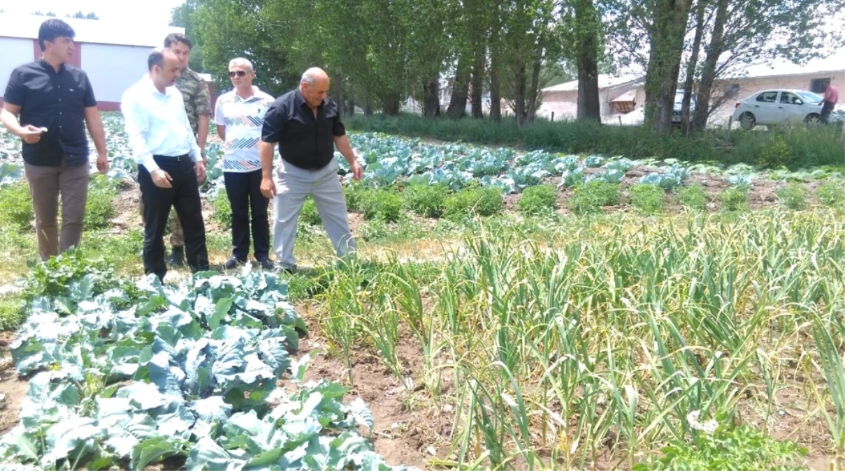 Pasinler\'de Alternatif Ürün Sarımsak