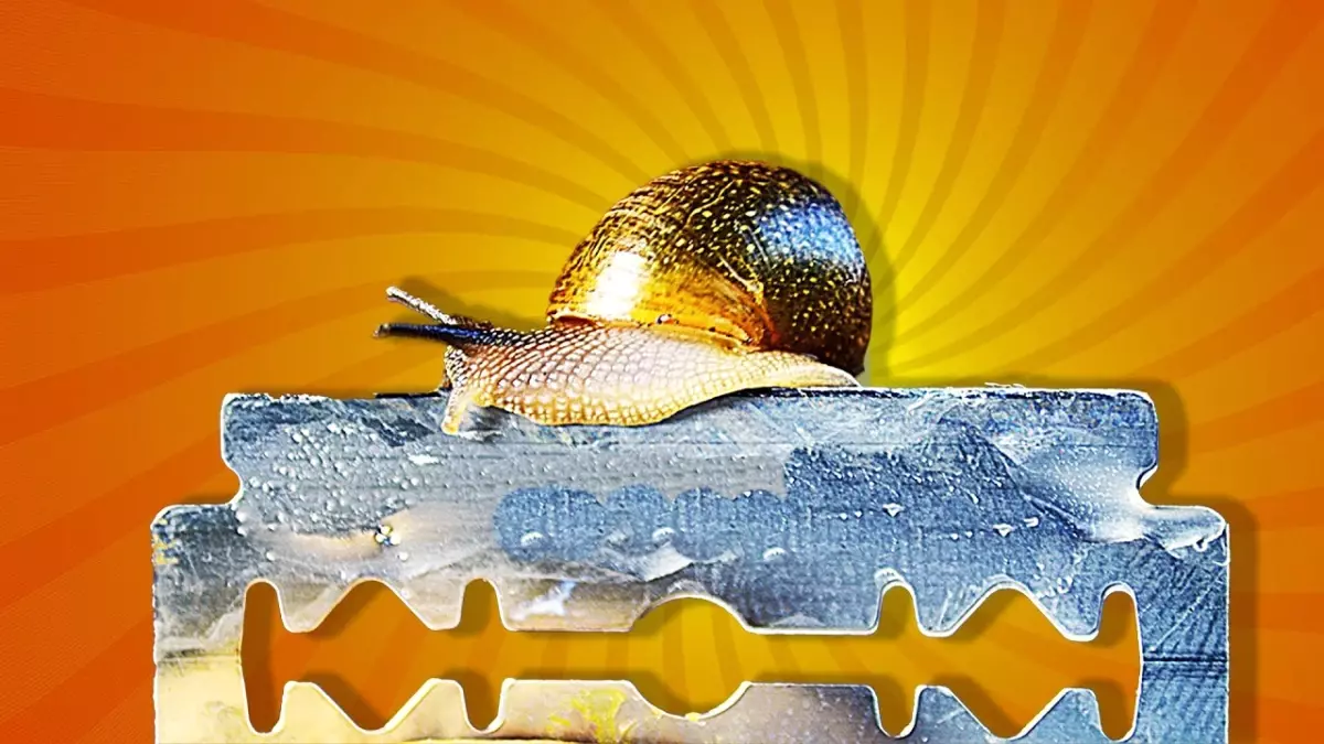 Sümüklü Böceğin Jilet Üzerinde Yara Almadan Yürümesinin Sırrı Çözüldü