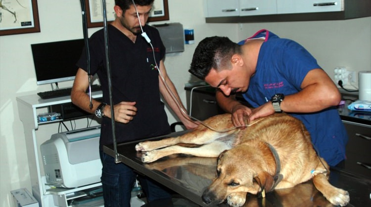 Tüfekle Vurulan Köpek Tedaviye Alındı