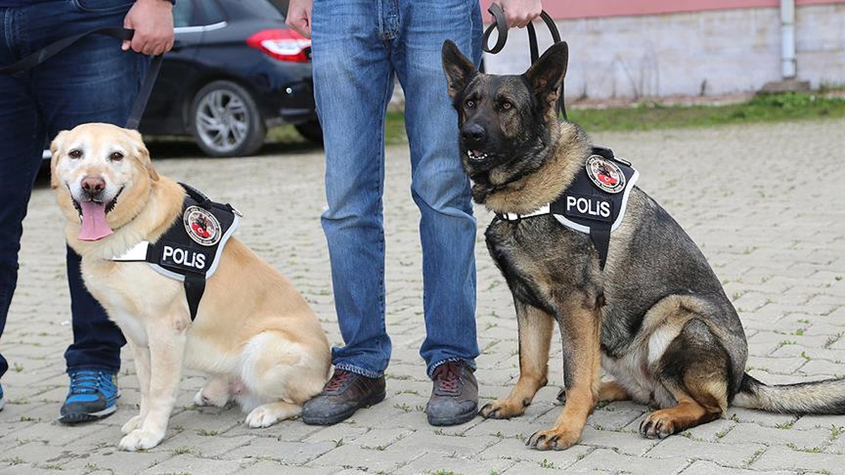 Vasil" ve "Cesi" Zehir Tacirlerine Göz Açtırmadı