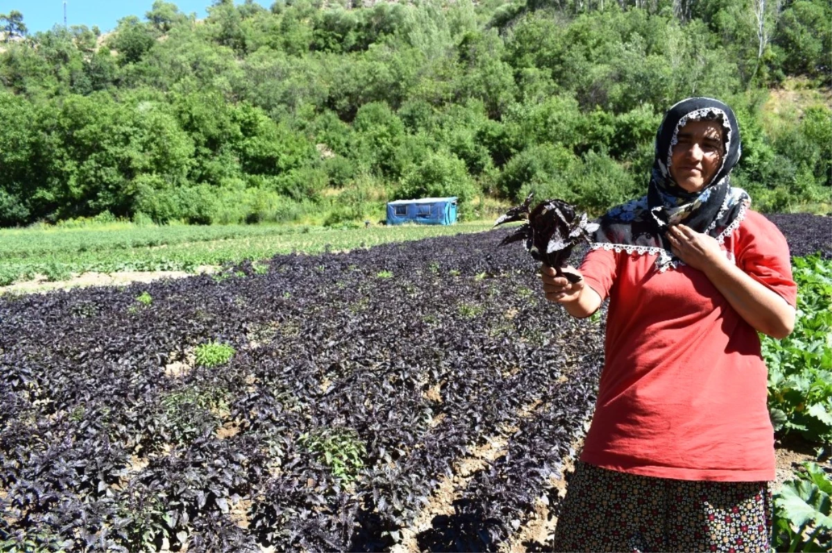 Arapgir Çiftçisi Kayısıda Bulamadığını Reyhanda Buldu