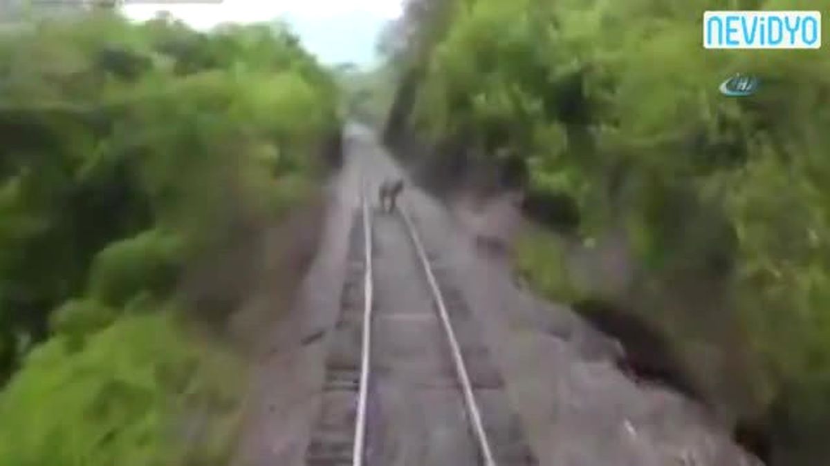 Eşek Trenin Altında Kaldı