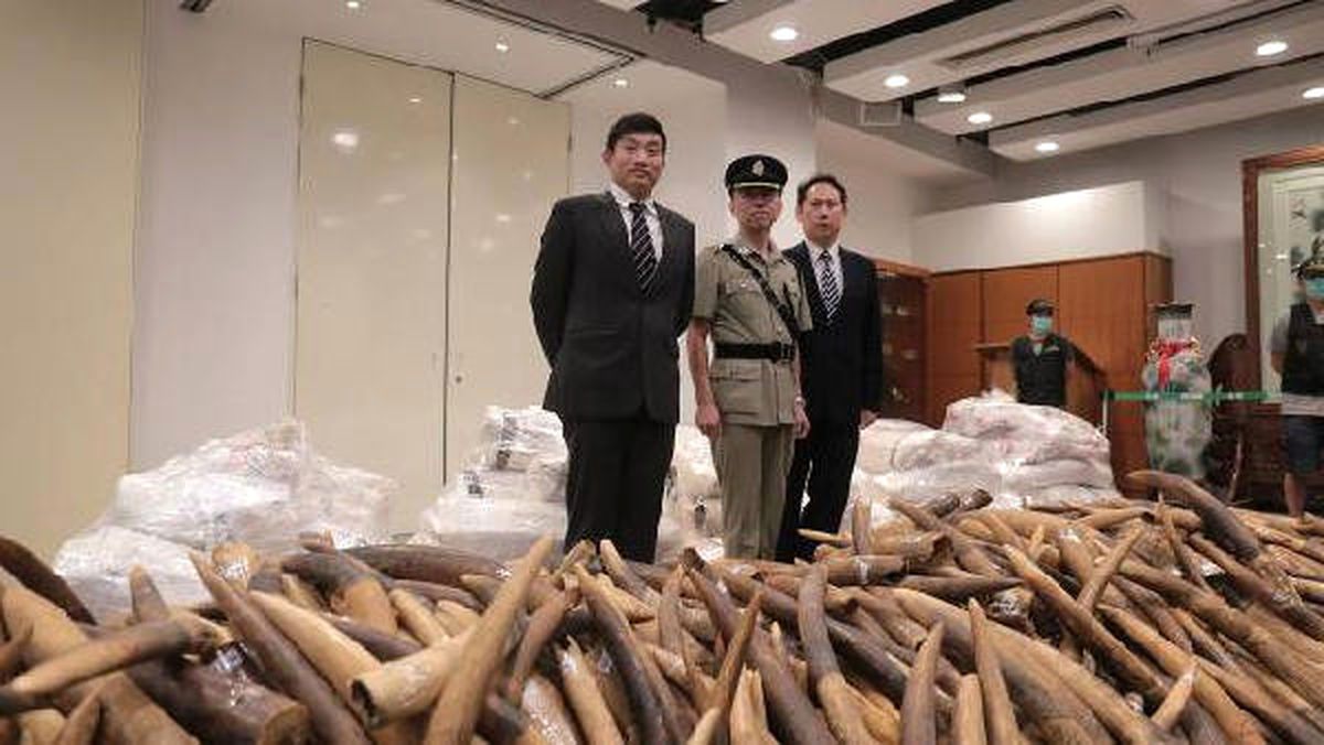 Hong Kong\'ta 9.2 Milyon Dolar Değerinde Fildişi Ele Geçirildi