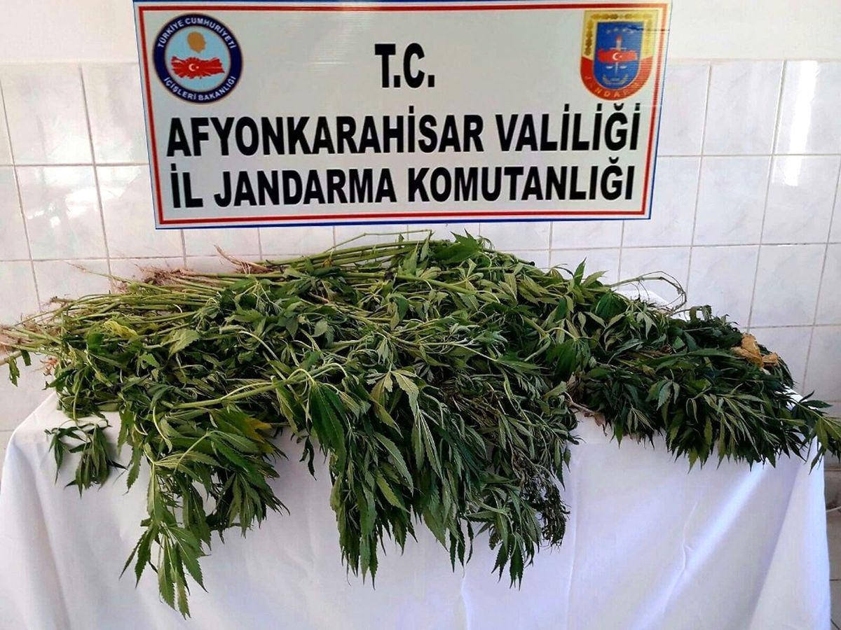 Jandarma 3 Farklı Operasyonda 336 Kök Kenevir Ele Geçirdi