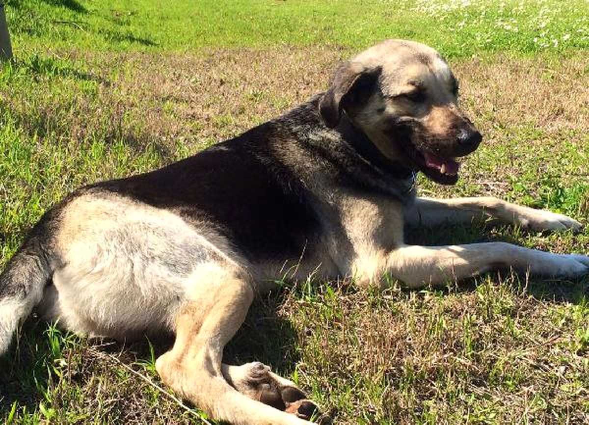 Kayıp Köpeği Bulana 5 Bin Lira Ödül Verecekler