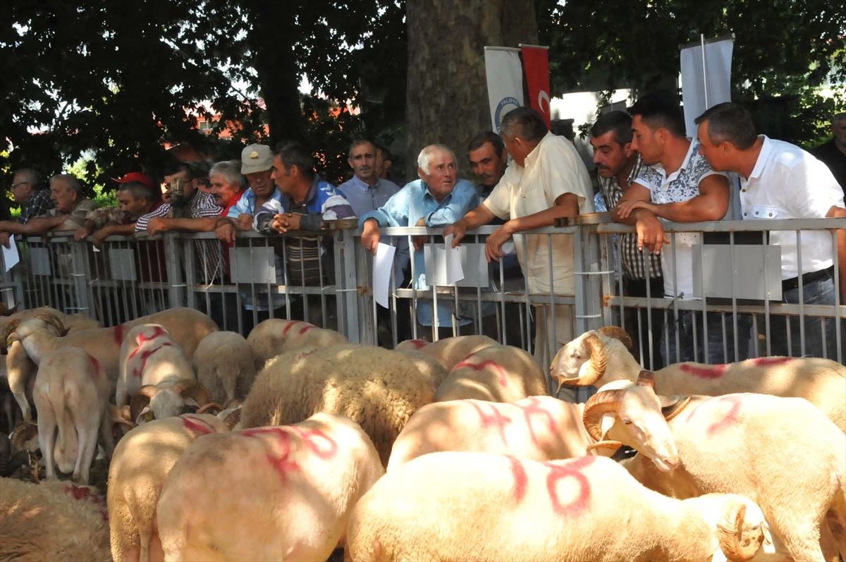 Koyun ve Keçilerde Verimliliği Artırma Projesi"