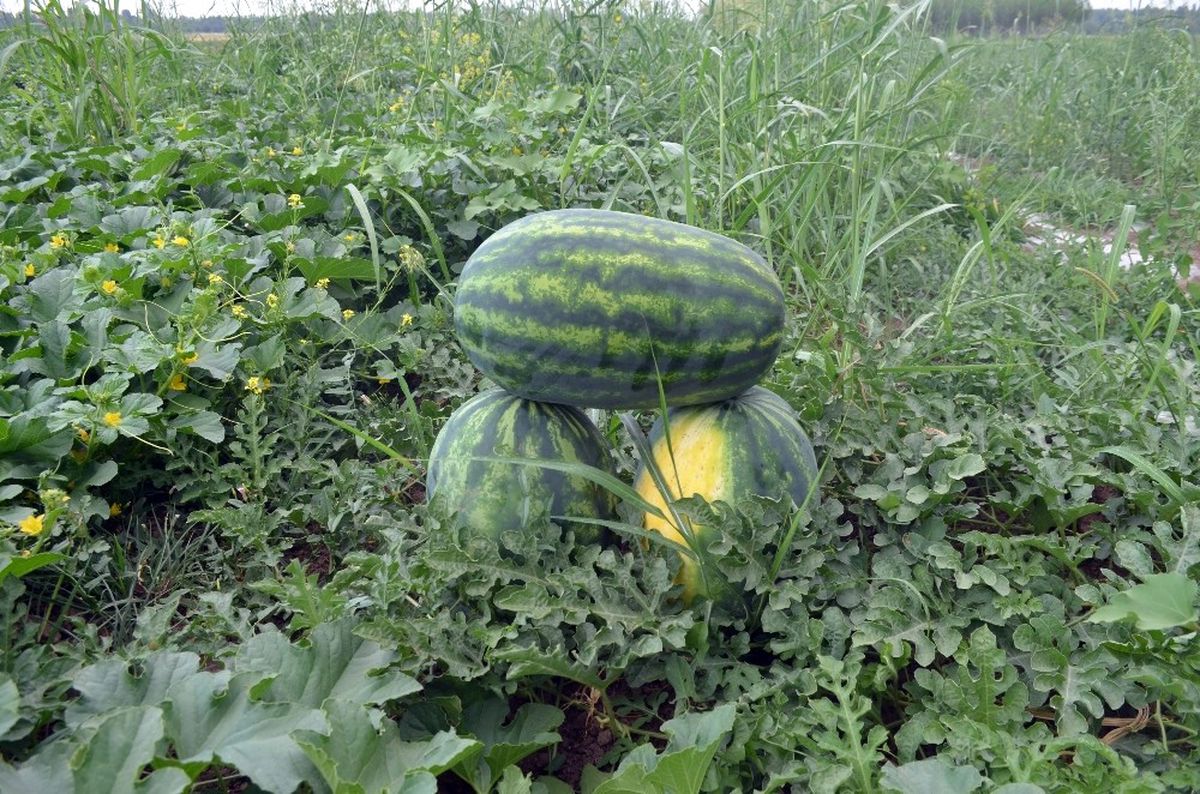 Iğdır\'da Örtü Altı Karpuz Hasadı Başladı