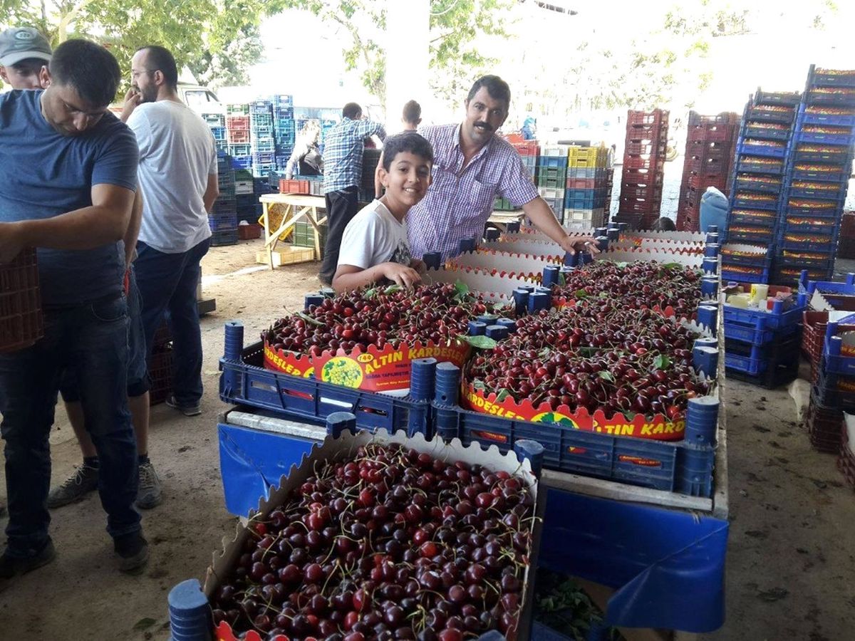 Pazarlar\'da Kiraz Sezonu Sona Erdi