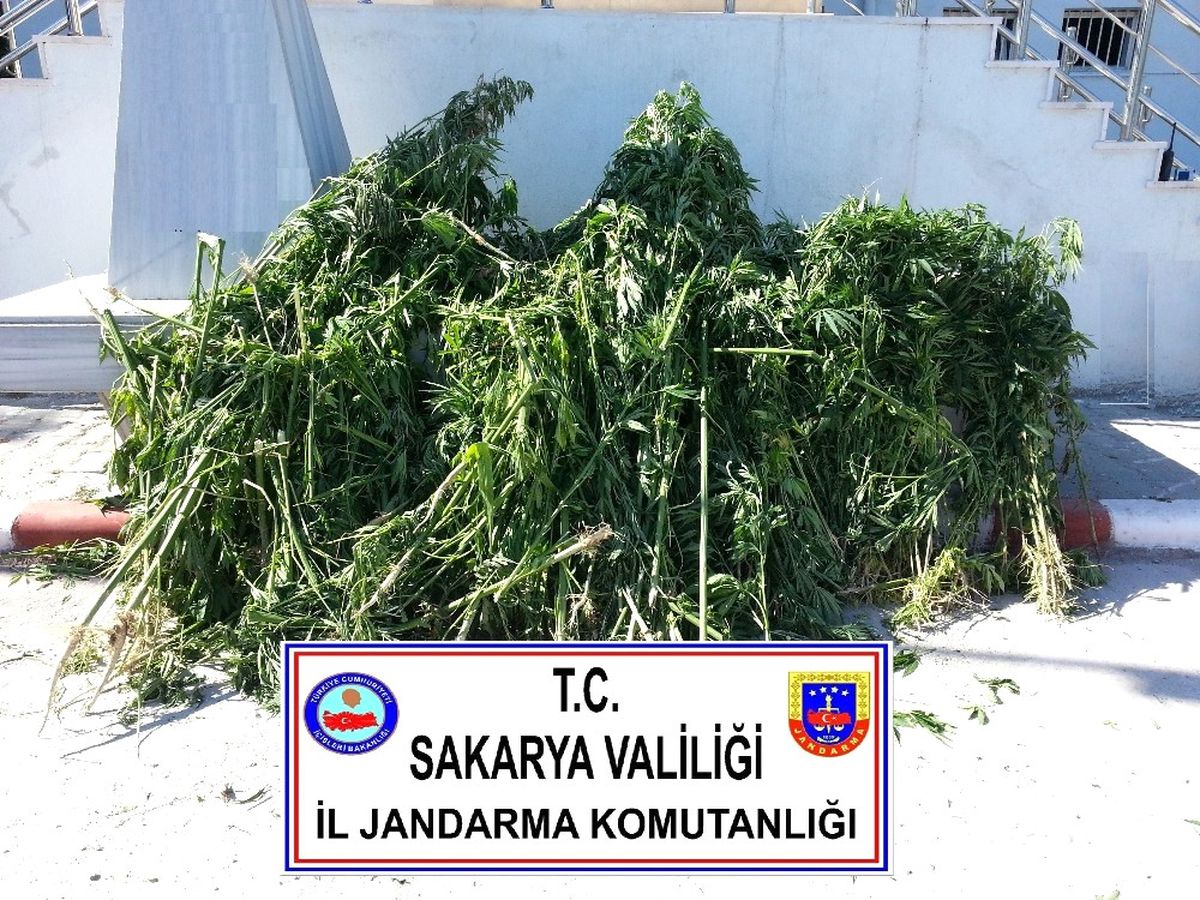 Sakarya\'da Bin 400 Kök Kenevir Ele Geçirildi