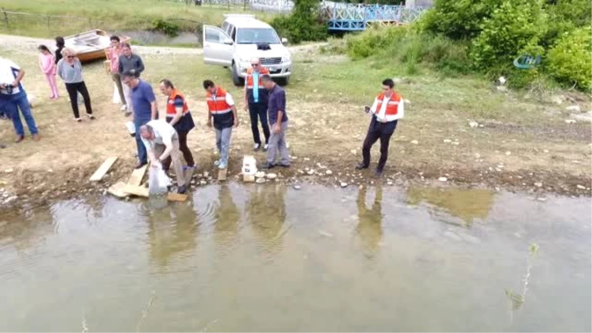 Sinop Göletlerine 35 Bin Adet Sazan Balığı Yavrusu Bırakıldı